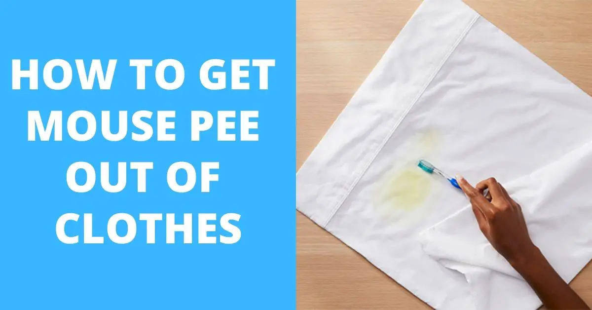 How to Get Mouse Pee Out of Clothes