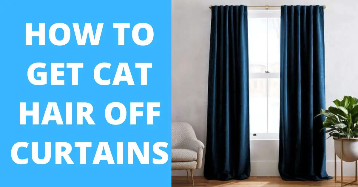 How to Get Cat Hair Off Curtains